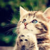 shina_williams
